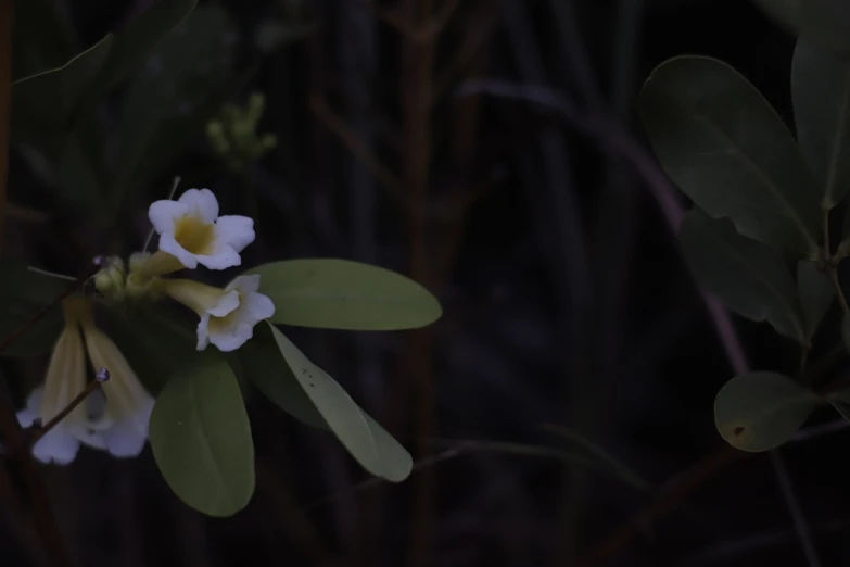 a close up of a flower on a plant, by Gwen Barnard, hurufiyya, in a dark forest low light, white flowers on the floor, manuka, (((low light)))