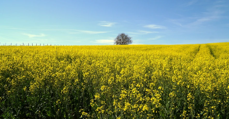 a field of yellow flowers with a lone tree in the distance, by Hans Schwarz, flickr, color field, on a bright day, istockphoto, plant sap, february)