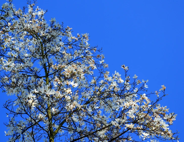 a tree with white flowers against a blue sky, a photo, by Emanuel de Witte, magnolias, very high contrast, clematis like stars in the sky, very high angle view