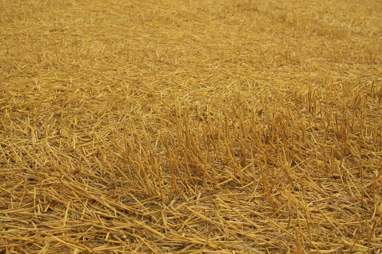 a red fire hydrant sitting on top of a dry grass field, inspired by David Ramsay Hay, flickr, land art, stereogram, yellow, [ closeup ]!!, immense wheat fields