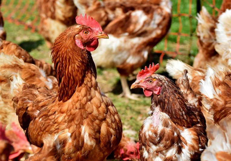 a group of chickens standing next to each other, a portrait, look at the details, high quality product image”