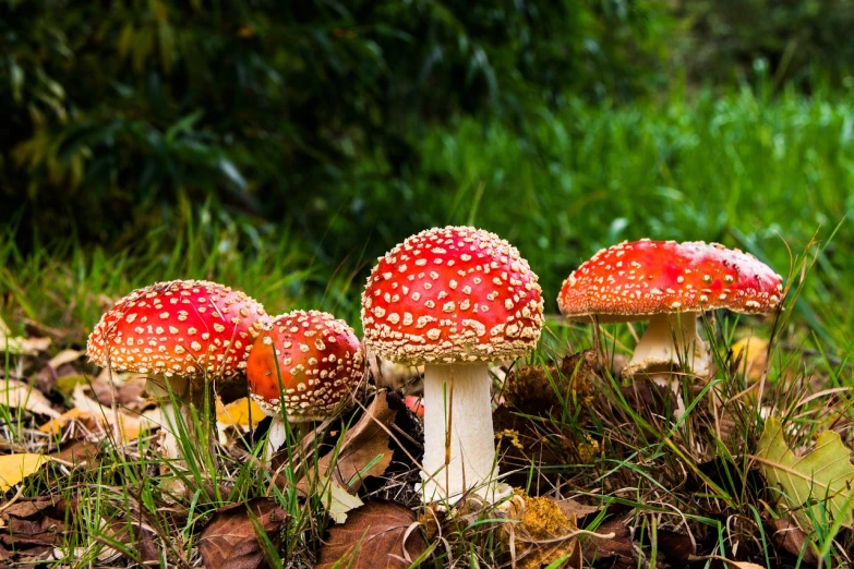 a group of mushrooms that are sitting in the grass, a macro photograph, shutterstock, fantastic realism, red scales, 🦩🪐🐞👩🏻🦳, outdoor photo, brilliantly coloured