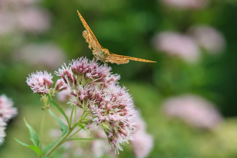 a close up of a flower with a butterfly on it, a picture, by Etienne Delessert, shutterstock, figuration libre, valerian, in flight, clathrus - ruber, summer day