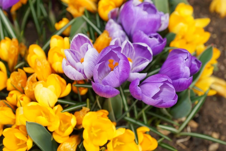 a bunch of purple and yellow flowers next to each other, by David Garner, shutterstock, tulip, from wheaton illinois, istockphoto, flowers around
