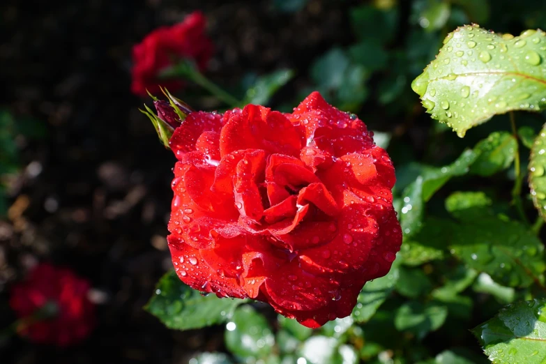 a red rose with water droplets on it, romanticism, sitting in the rose garden, 8 0 mm photo