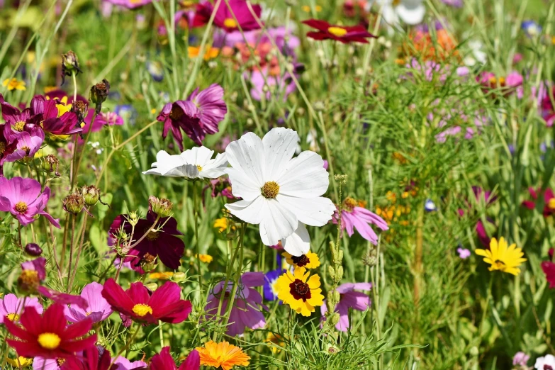 a field filled with lots of different colored flowers, by Jim Nelson, beautifully bright white, cosmos, full of colour 8-w 1024, perfect detail