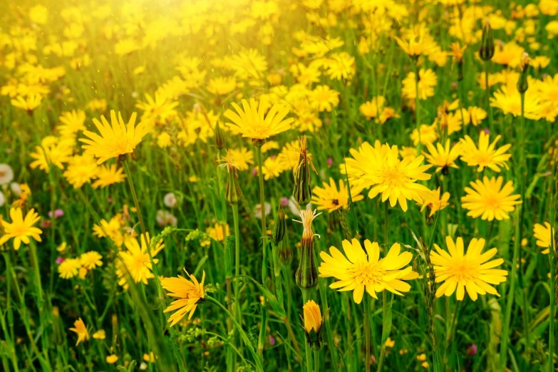a field of yellow flowers on a sunny day, a picture, by Erwin Bowien, shutterstock, yellow radiant magic, meadow with flowers, on a green lawn, herbs and flowers