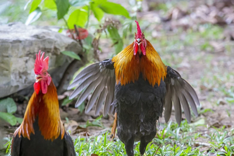 a couple of chickens standing on top of a lush green field, a portrait, by Jan Rustem, sumatraism, he is dancing, close-up fight, his arms spread. ready to fly, taken in zoo