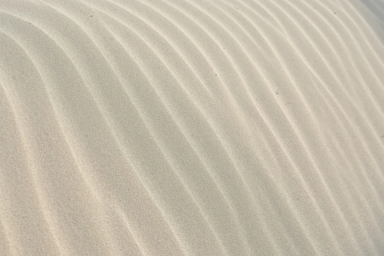 a bird sitting on top of a sandy beach, by Andries Stock, pexels, op art, texture of sand, sandy beige, sinuous, nazare (portugal)