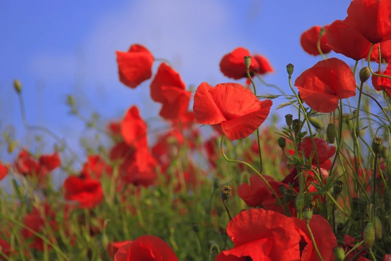 a field of red poppies against a blue sky, a picture, romanticism, istockphoto, beautiful flowers, manuka, flax