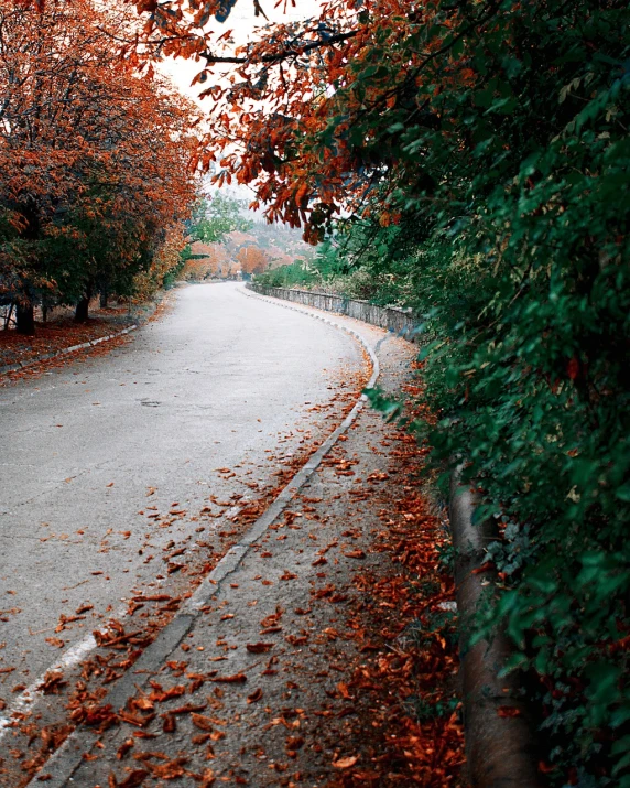 a red fire hydrant sitting on the side of a road, a picture, inspired by Elsa Bleda, realism, colorful autumn trees, sangyeob park, landscape 35mm veduta photo, serpentine curve!!!