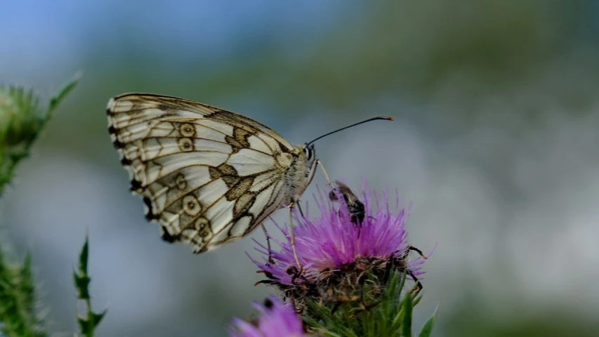 a butterfly sitting on top of a purple flower, by Dave Allsop, detailed white, close up shot from the side, bony, butterflies in the foreground