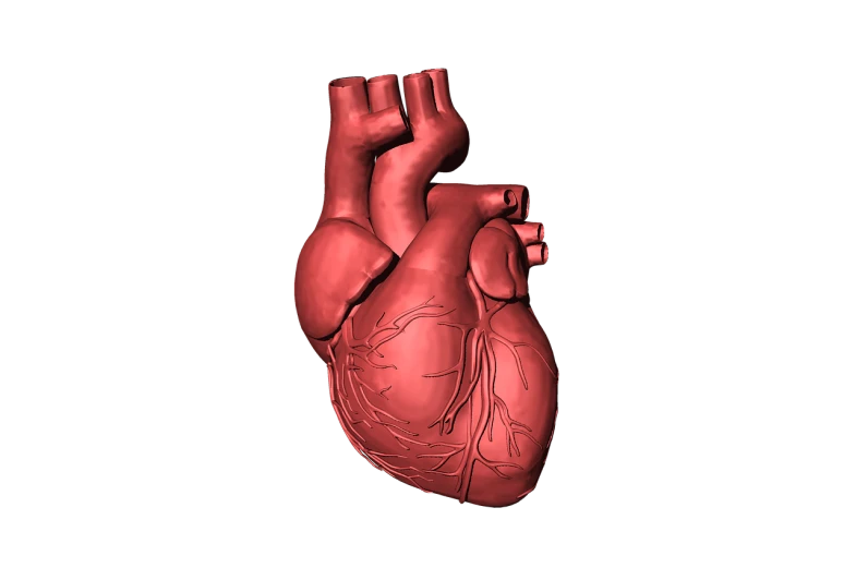 a model of a human heart on a black background, a digital rendering, high res photo