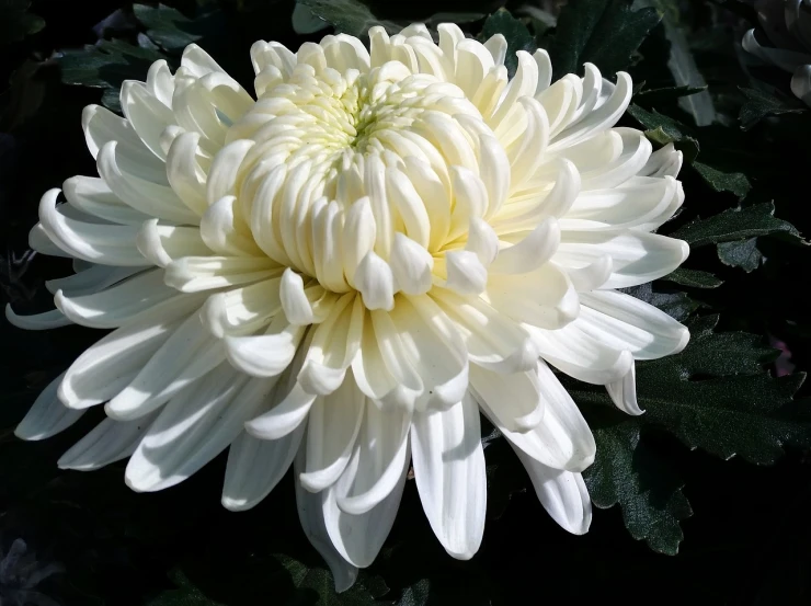 a close up of a white flower with green leaves, a picture, sōsaku hanga, chrysanthemum, very beautiful photo, symetrical japanese pearl, close-up photo