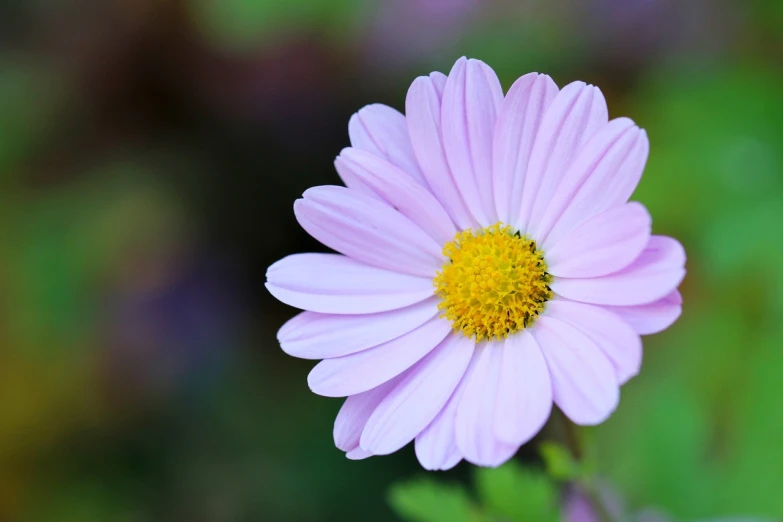 a close up of a pink flower with a yellow center, a picture, by Jan Rustem, pexels, romanticism, light purple, chamomile, various posed, 中 元 节