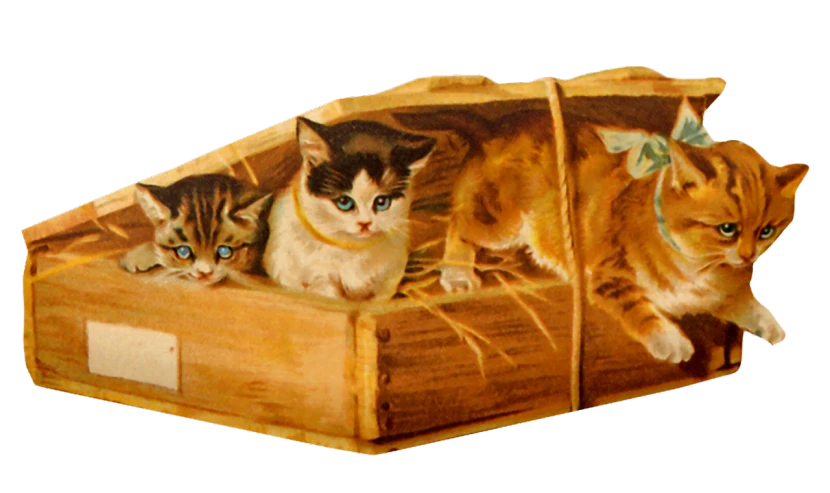 a painting of three cats in a wooden box, an illustration of, flickr, circa 1912, kitten sandwish, medical depiction, detail