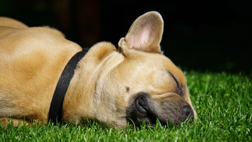 a dog that is laying down in the grass, a photo, by Jan Rustem, snoring, french bulldog, taken with my nikon d 3, detail