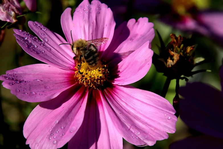 a bee sitting on top of a pink flower, by Tom Carapic, high res photo, blog-photo, heaven on earth, cosmos