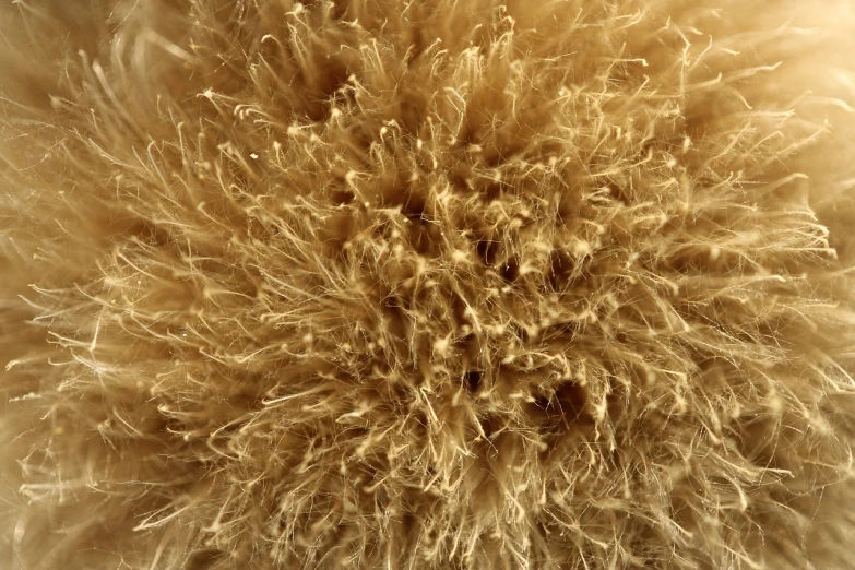 a close up of a furry animal's fur, a macro photograph, precisionism, tumbleweed, radiolaria, volumetric dust, close-up from above