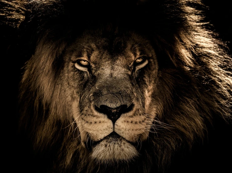 a close up of a lion's face on a black background, a portrait, renaissance, intense sunlight, portrait of a rugged warrior, loin cloth, looking straight to the camera