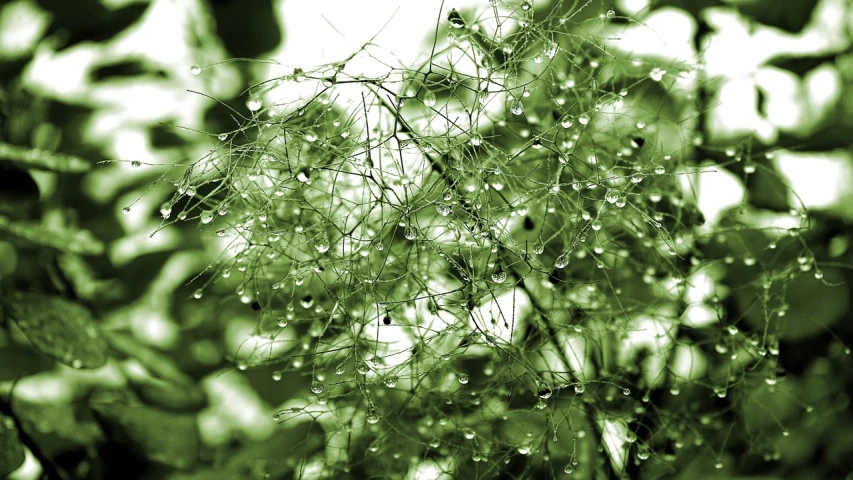 a close up of a plant with water droplets on it, hurufiyya, gypsophila, raining!!!, dendrites, monochromatic green