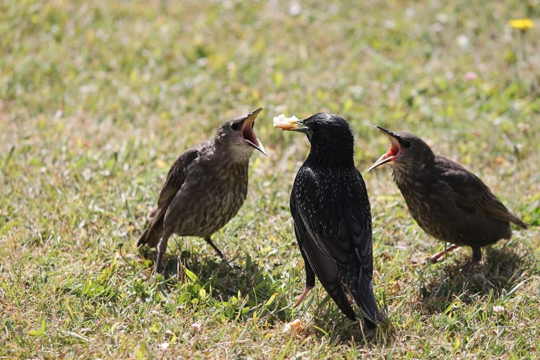 a couple of birds standing on top of a grass covered field, by Istvan Banyai, flickr, with a very large mouth, trio, facing off in a duel, children