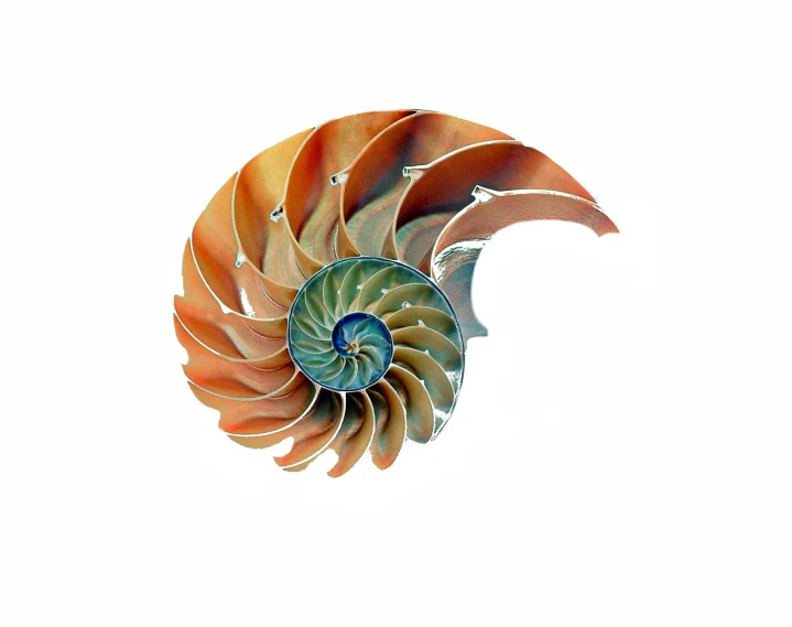 a close up of a shell on a white background, a digital rendering, by Karel Štěch, shutterstock, art nouveau, cyber copper spiral decorations, multicolored, -h 1024, fossil ornaments