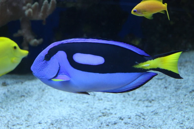 a couple of blue and yellow fish in a tank, flickr, hurufiyya, black and blue and purple scheme, long blue-cape, blob, marine animal