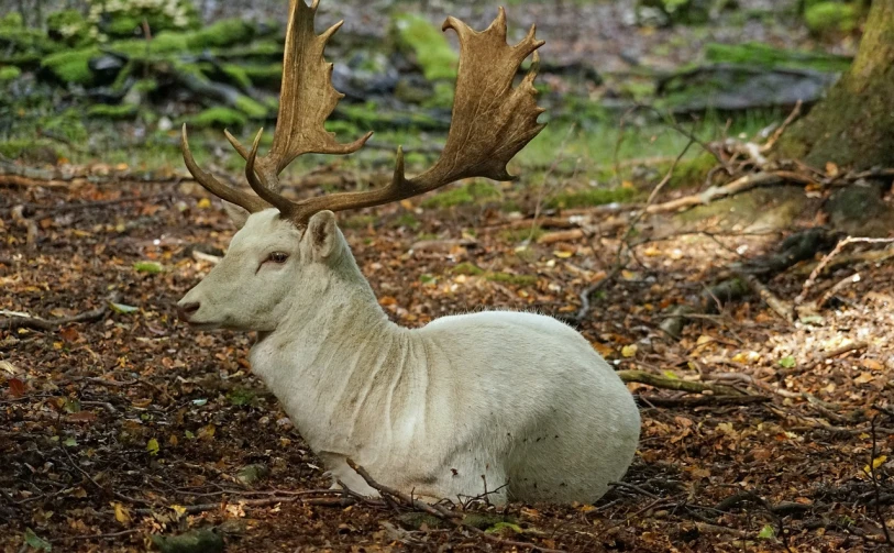 a white deer laying down in the woods, by Robert Brackman, pixabay contest winner, baroque, an ox, white-haired, king, young male