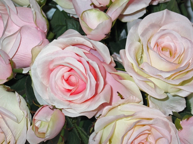 a close up of a bunch of pink roses, inspired by Rose Henriques, flickr, detailed zoom photo, light blush, -h 1024, accurate details