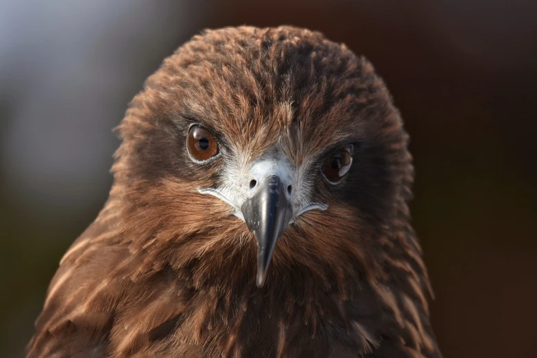 a close up of a bird of prey, a portrait, shutterstock, hurufiyya, heads of wooden of bird face, highly realistic photography, medium close-up shot, roguish smirk