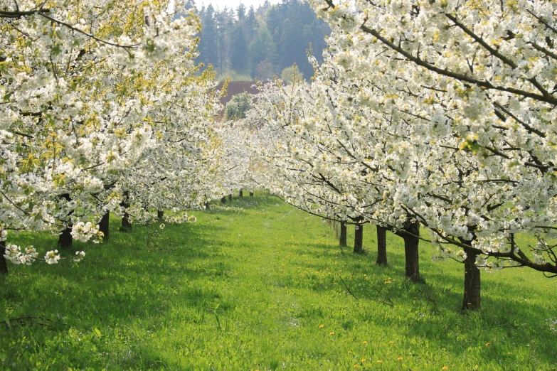 a row of trees that are in the grass, by Erwin Bowien, shutterstock, cherry blosom trees, “organic, white blossoms, farming
