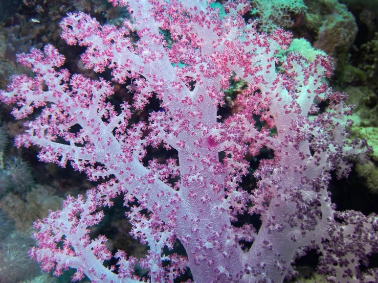 a close up of a pink sea anemone, a photo, mandelbrot flowers and trees, with a whitish, vibrant corals, climbing