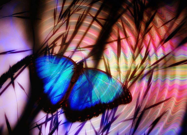 a blue butterfly sitting on top of a tree branch, digital art, refracted sunset lighting, lying on an abstract, shining rainbow feathers, glowing stained glass backdrop