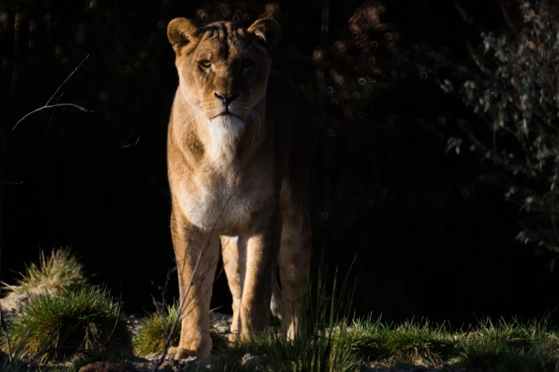 a lion standing on top of a lush green field, a portrait, by Jan Tengnagel, unsplash, realism, sun behind her, against a deep black background, cinematic back lit lighting, lovingly looking at camera