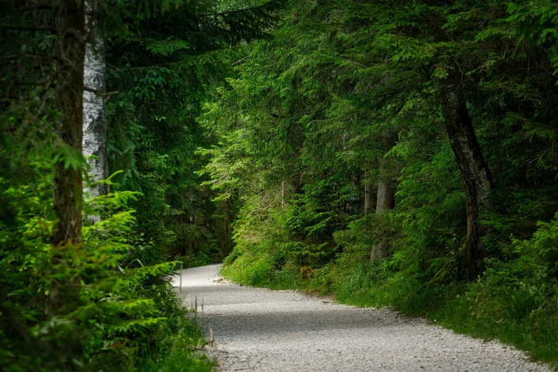 a dirt road in the middle of a forest, by Karl Walser, high resolution details, norway, in a background green forest, tourist photo