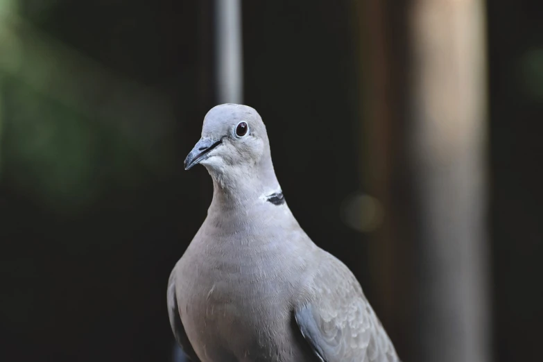 a close up of a bird with a blurry background, a portrait, hurufiyya, doves, looking from side and bottom!, high quality photos, grayish