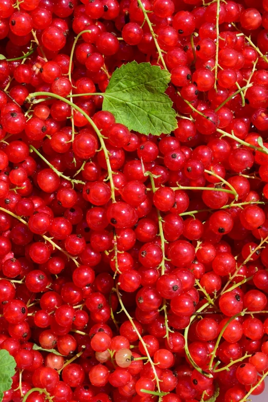 a close up of a bunch of red berries, by Anato Finnstark, wallpaper!, high quality product image”, accents of red, edible