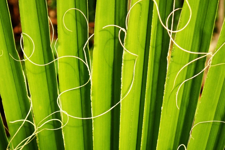 a close up of a plant with green leaves, by Richard Carline, papyrus, curves!!, strings, vivid lines