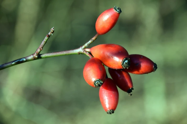 a bunch of red berries sitting on top of a tree branch, by Jan Rustem, hurufiyya, hips, closeup photo, natural point rose', pyromallis