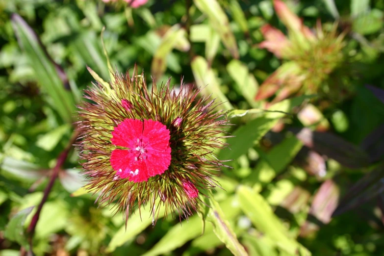 a pink flower sitting on top of a lush green field, a macro photograph, hurufiyya, vibrant red and green colours, very fluffy, very sharp photo