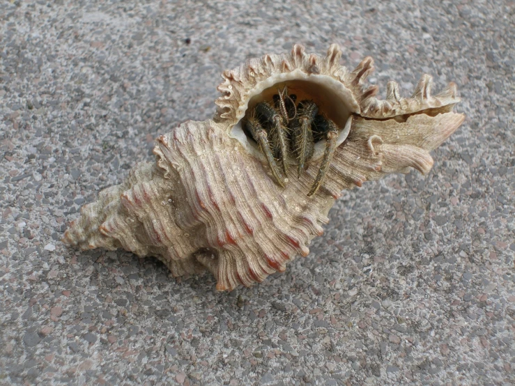 a close up of a shell on the ground, flickr, sōsaku hanga, full view of seahorse, folded, coxcomb, very very creepy
