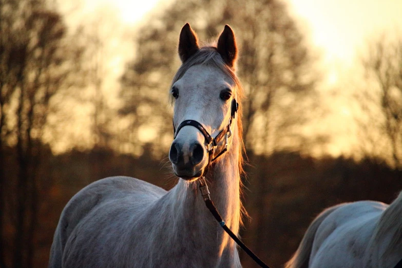 a couple of horses standing next to each other, by Anna Haifisch, pixabay, romanticism, golden hour closeup photo, grey ears, halter neck, at sunrise in springtime