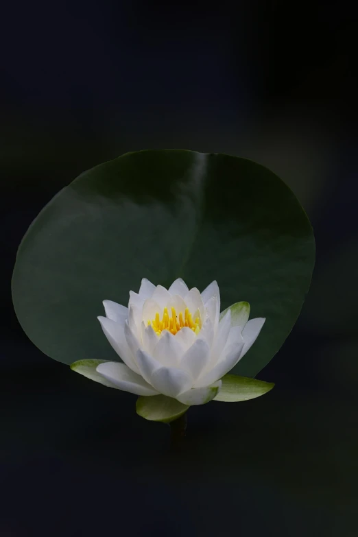 a white flower sitting on top of a green leaf, by Hans Schwarz, minimalism, waterlily mecha nymphaea, close-up product photo