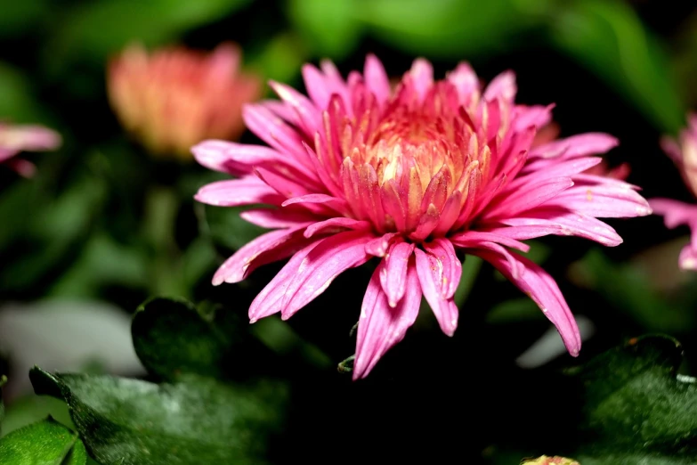 a close up of a pink flower with green leaves, a picture, by Stefan Gierowski, pexels, sōsaku hanga, chrysanthemum eos-1d, bangalore, flowers!!!!, flash photo