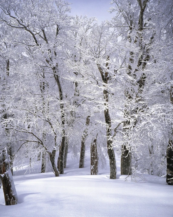 a group of trees that are covered in snow, flickr, romanticism, photograph credit: ap, cannon snow covered trees, f / 1 1, dos