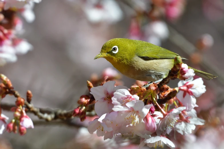 a close up of a bird on a branch of a tree, a picture, by Ikuo Hirayama, trending on pixabay, mingei, 🌸 🌼 💮, olive, sakura kinomoto, big eye