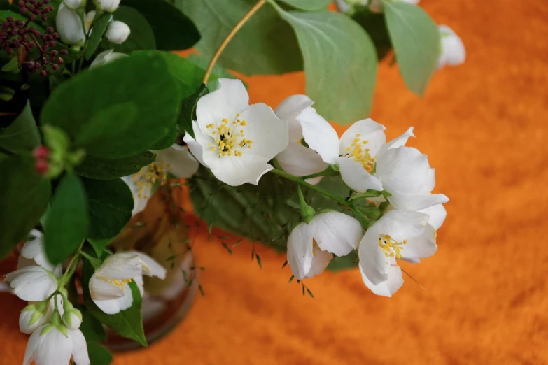 a vase filled with white flowers on top of a table, by Maksimilijan Vanka, trending on pixabay, orange plants, jasmine, closeup 4k, half image