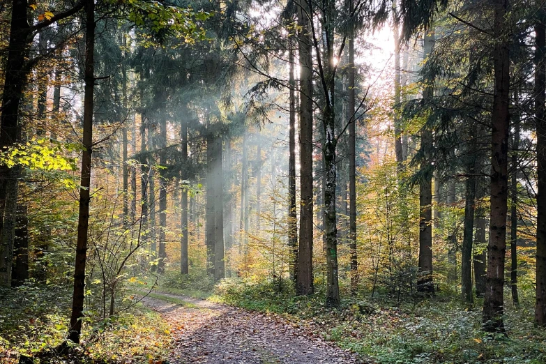 a dirt road in the middle of a forest, by Karl Pümpin, soft autumn sunlight, bursting with holy light, detmold, ((forest))