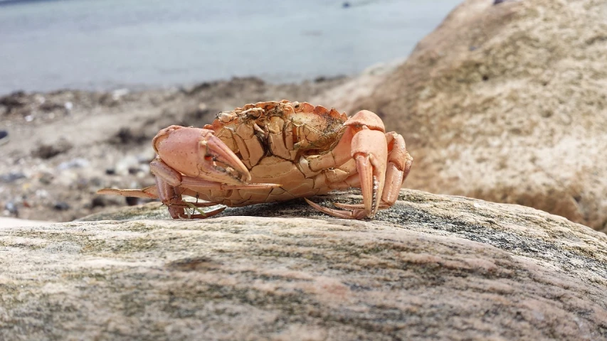 a crab that is sitting on a rock, a picture, by Robert Brackman, unsplash, photorealism, gushy gills and blush, at the seaside, photo taken with an iphone, big claws